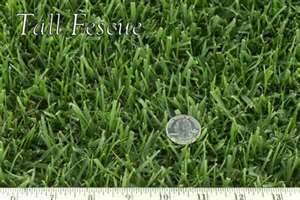 Tall Fescue Grass Seed Fawn - 1 Pound - Wizard Seed LLC