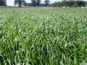 Cache Valley Premium Grass Seed Blend - 10 Pound - Wizard Seed LLC