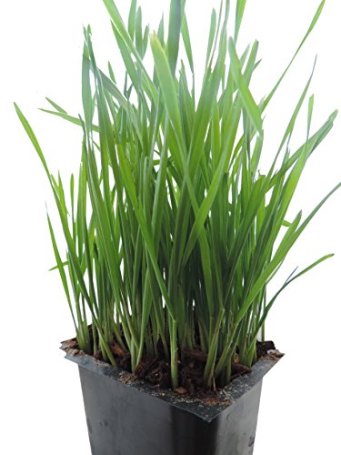 Non-gmo Thunder Acres Premium Wheat Seed Cat Grass Seed Wheatgrass Hard Red Winter Wheat 10 Lbs