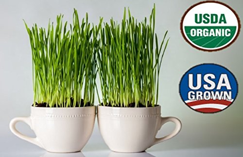 Premium Wheatgrass Cat Grass Seeds White Wheat High Germination Non-gmo Usda Organic For Shots Juicers