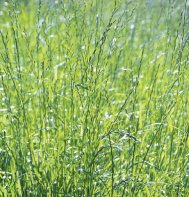 Premium Winter Rye Grass Seeds - 1000 Seed Packet By Old Cobblers Farm