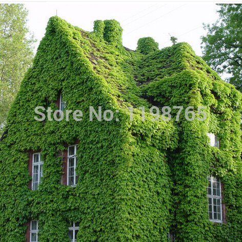 Cheap  100pcs BOSTON Ivy Seeds 100 Original japanese Creeper Seeds Green Grass Seed Anti-radiation ultraviolet ray - Arcis New