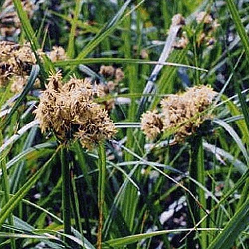 Everwilde Farms - 2000 Dark-green Bulrush Native Grass Seeds - Gold Vault Jumbo Seed Packet
