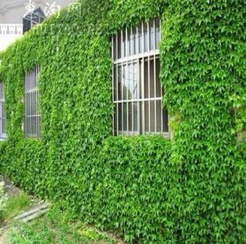 Higarden BOSTON Ivy Seeds 100 Original Japanese Creeper Seeds Green Grass Seed Of Anti-UV radiation 100 unids