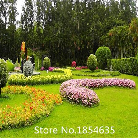 Lawn seed no pruning green grass seed 500pcs