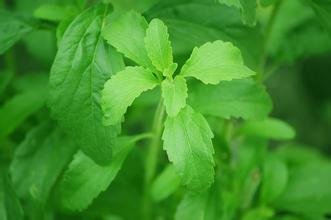 Stevia herbal green grass seeds stevia rebaudiana Semillas garden planting - 200 particle