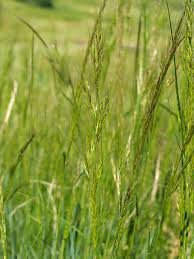 The Dirty Gardener Green Needle Grass - 100 Seeds