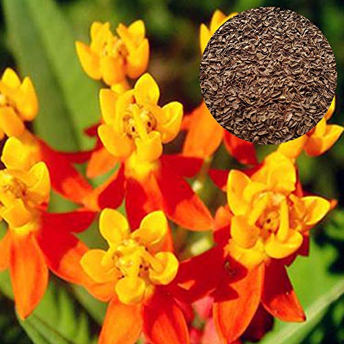 100 pcs Red Milkweed Seeds High Germination Rate Germination Rate 96 Heirloom Easy to Grow Decorative Garden Grass Seeds Rare Matures Quickly