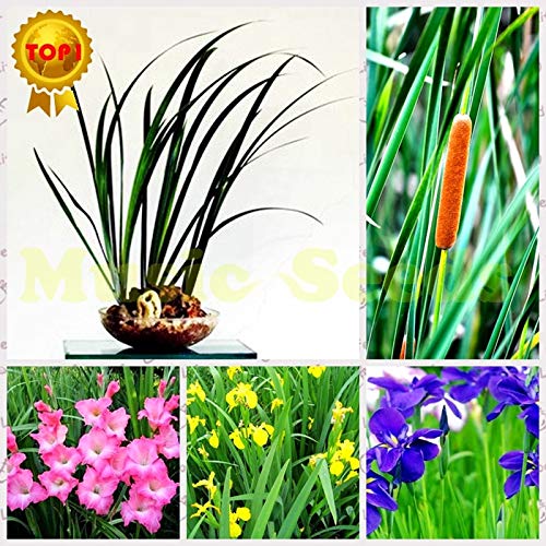 AGROBITS 1bag300pcs Pampas Water Grass Seeds Giant Fruit Rainbow Exotic Flower Seeds Potted Tomato Bonsai Home Garden