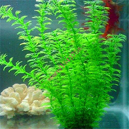 AGROBITS 200pcs Aquarium Plants Aquarium Seeds Grass Seeds Water Grasses Decorative Landscaping New Turf Seed Indoor for Home Garden 4
