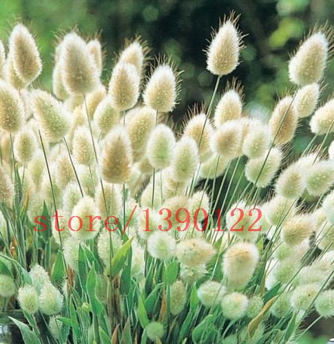 Best Selling 100 pcs Rabbit tail grass beautiful home garden grass seeds decorate your home kids love it -2015 new fresh seeds