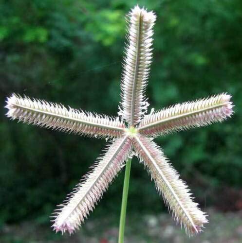 Crowfoot Grass 50 Seeds Fresh This Seasons Harvest from My Garden