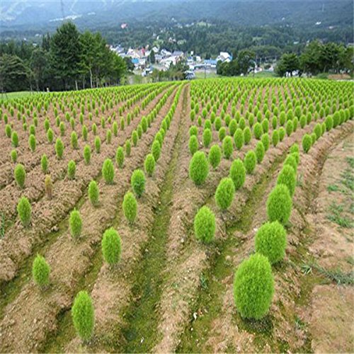 Hot100 seedspack Bonsai Bassia Scoparia Seeds for home garden Grass Seeds Easy Grow Landscape Plant Kochia Scoparia Seeds