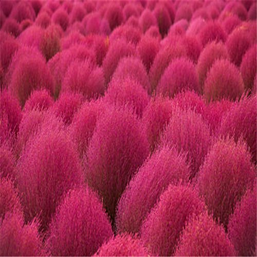 Hot100 seedspack Bonsai Bassia Scoparia Seeds for home garden Grass Seeds Easy Grow Landscape Plant Kochia Scoparia Seeds