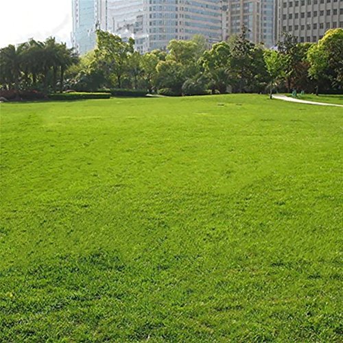 LOadSEcrs Garden 500Pcs Grass Seeds Non-GMO Ornamental Plants Yard Office Decoration Open Pollinated Seeds - Green Grass Seeds