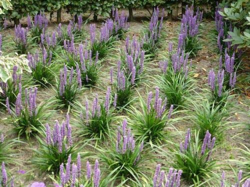 Liriope Grass 10 Seeds Fresh This Seasons Harvest from My Garden