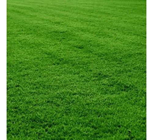 Seedscare India Lawn Seeds - Bermuda Grass Seeds - 2000 Seeds for Home Garden