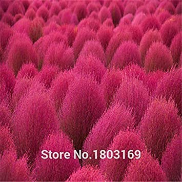 Shopvise 100 SeedsPack Bonsai Bassia Scoparia Seeds for Home Garden Grass Seeds Easy Grow Landscape Seeds Kochia Scoparia Seeds