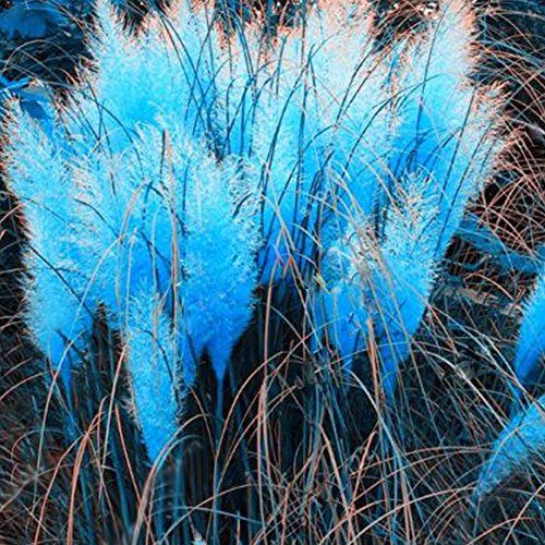 XKSIKjians Garden 1000Pcs Pampas Grass Cortaderia Selloana Flower Reed Seeds Ornamental Plant Home Office Decor Non-GMO Seeds Open Pollinated Seeds for Planting - Blue