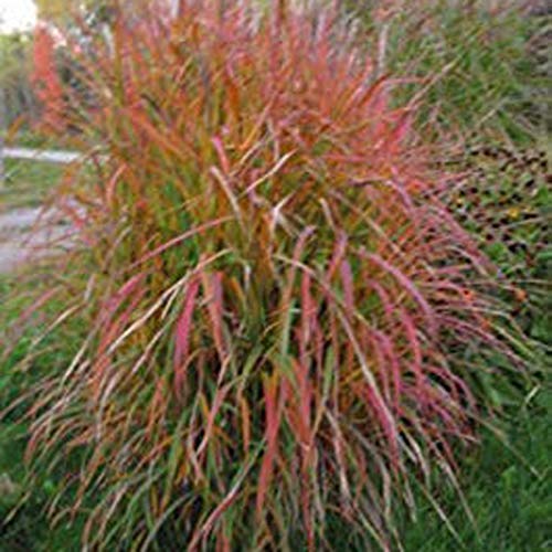 airrais Home Garden Balcony Miscanthus Sinensis Purpurascens Grass Seeds Grasses