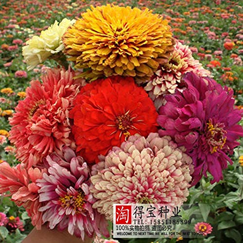 AGROBITS Real Summer Virgo Zinnia Bonsai Terrace Potted Plants Suitable for Large-Scale Planting of Grass Bonsai 100pcs
