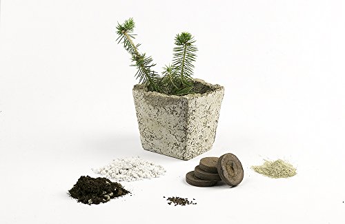 MakersKit Evergreen Tree Kit- Create a Cement Planter and Grow Your Own Blue Spruce Tree