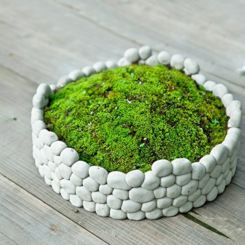 Sun-e Succulent Decorative Cement Grey Rock Wall Design Plant Holder / Garden Stone Flower Planter