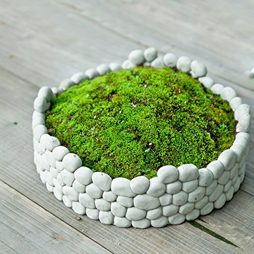 Sun-e Succulent Decorative Cement Grey Rock Wall Design Plant Holder  Garden Stone Flower Planter