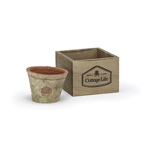 Abbott Collection Single Moss Pot In Crate