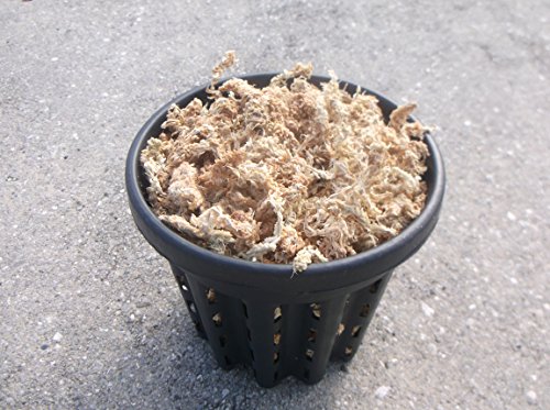 One 6 Inch Root Pruning Pot With New Zealand Sphagnum Moss