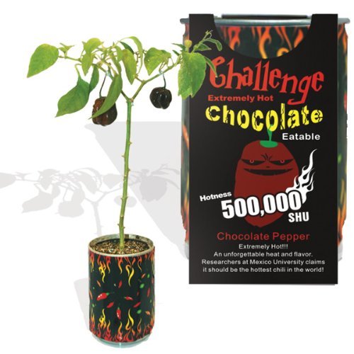 Chocolate Habanero Pepper - All-included-planter-kit  Just Add Water