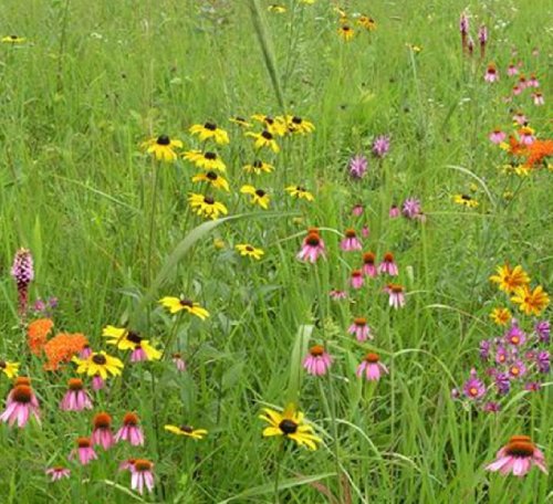 Wildflower Garden And Landscaping Mix (mix 136), 500 Certified Pure Live Seed, True Native Seed