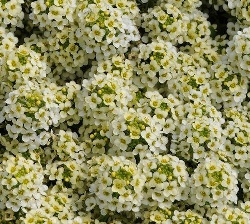 1000 Alyssum Seeds Easter Bonnet Lemonade  Excellent edging plantintense flowers