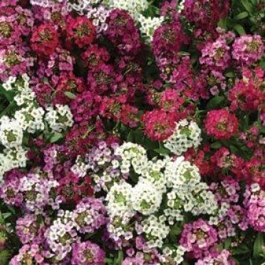 1000 Alyssum Seeds Easter Bonnet Mix Excellent edging plantintense flowers