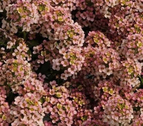 1000 Alyssum Seeds Easter Bonnet Peach Excellent edging plantintense flowers