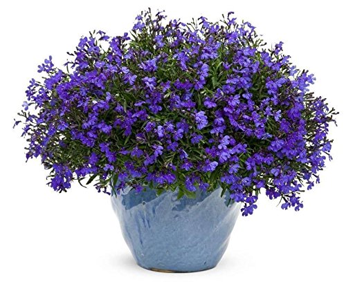 Lobelia Seeds Cobalt BlueBlue Carpetshowydependable edging plantperennial1000 Seeds