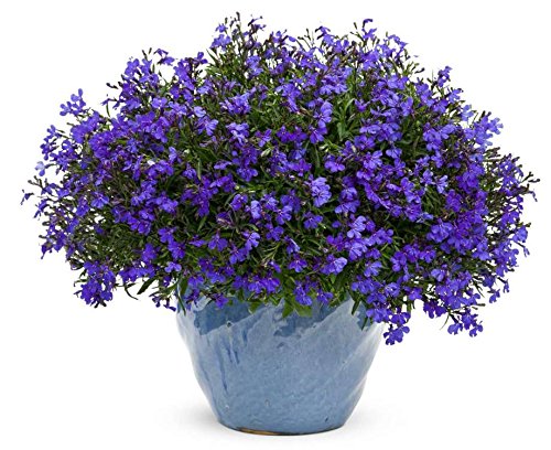 Lobelia-Seeds-Cobalt-Blue-Blue-Carpet-showy-dependable-edging-plant-perennial
