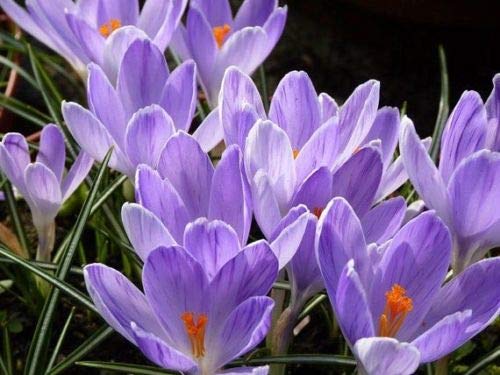 10 Giant Crocus BulbsVanguardBeddingRock GardensBorders89cm Now Shipping