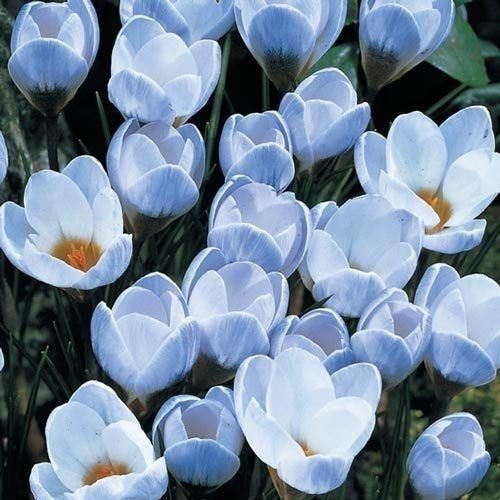 100 CROCUS CHRYSANTHUS Blue Pearl beddingRock gardensborders
