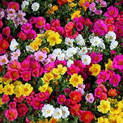 200 Moss Rose Ground Cover Seeds Rock Garden Border Plant Colorfull