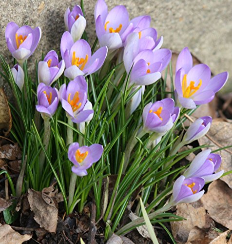 25 CROCUS LILAC BEAUTY BULBS Bedding Rock Gardens Borders