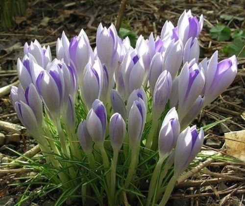 25 CROCUS LILAC BEAUTY beddingRock gardensborders