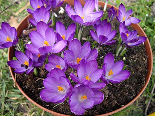 25 Crocus White Well Purple Bulbs Elegant Early Blooming Rock GardensBorders