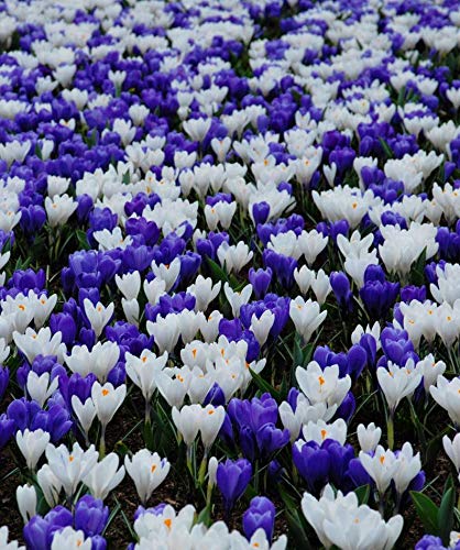 Crocus Blue White Mix Great for Bedding Rock GardensBordersand More - Top Size 89cm Fall Planting Bulb Now Shipping  10 Bulbs by AchmadAnam