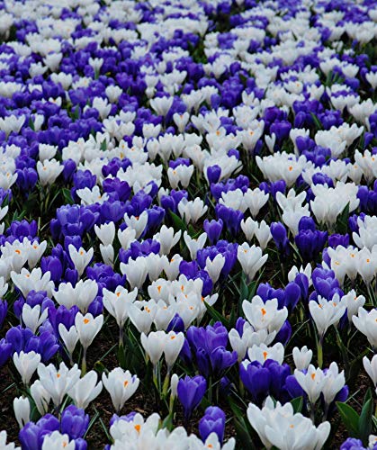 Crocus Bulbs Bedding Rock Gardens Borders Mix White and Blue 50 Bulbs