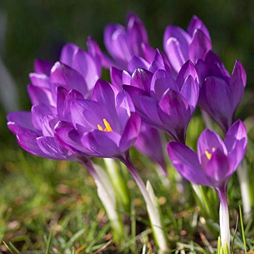 Crocus Bulbs Bedding Rock Gardens Borders Tommasinianus Whitewell Purple 25 Bulbs LMS