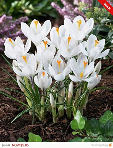 Crocus BulbsJeanne dArcWhite BeddingRock GardensBorders Now Shipping 10 Bulbs by BasqueStore