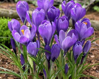 Crocus Giant Remembrance Great for Bedding Rock GardensBordersand More - TopSize 89cm Fall Planting Bulb Now Shipping  25 Seeds by BasqueStore