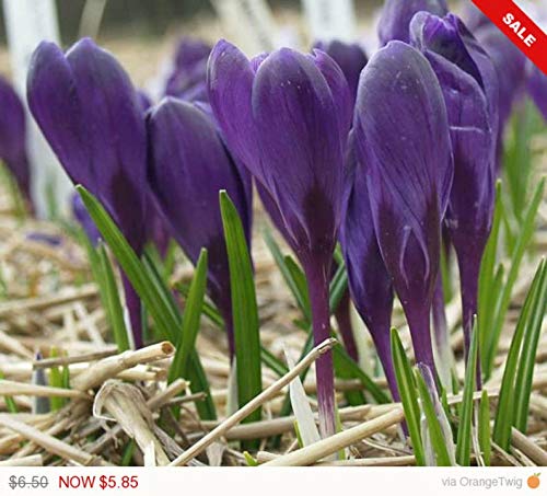 Crocus Species Ruby GiantBedding Rock GardensBordersSize 57cm Fall Planting Bulb Now Shipping  25 Bulbs by BasqueStore