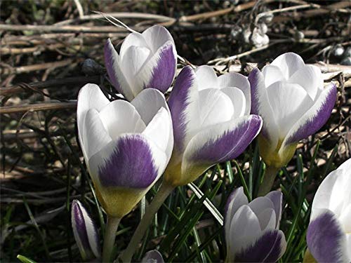 Cutdek Crocus BulbsPrins Clause Great for Bedding Rock Gardens Border and More - Fall Planting Bulb Now Shipping  10 Bulbs
